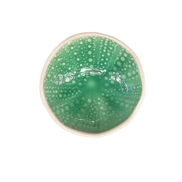 Kina Bowl Aqua 7cm