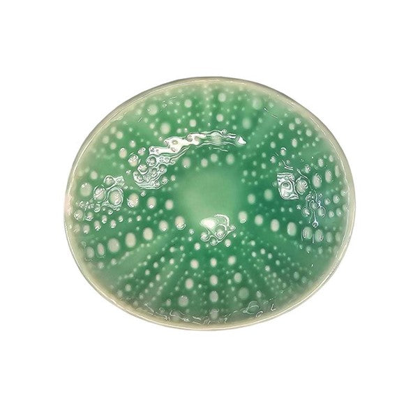 Kina Bowl Aqua 10cm