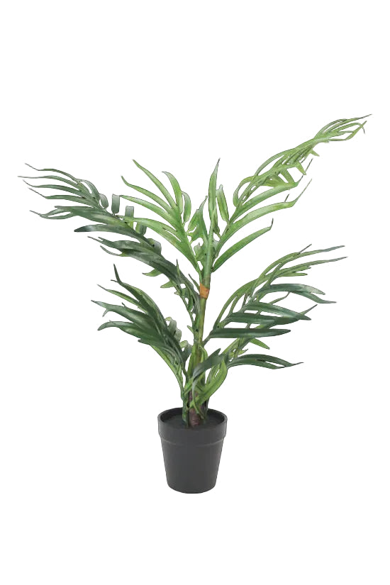 Art. Robellini Palm Potted 60cm