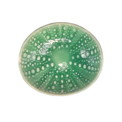 Kina Bowl Aqua 10cm